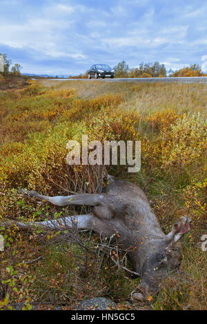 Elch (Alces Alces) Roadkill nach Kollision mit Raser Stockfoto