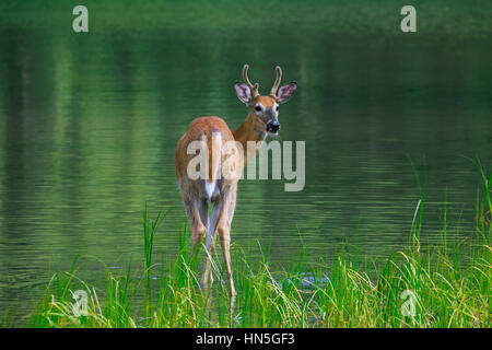 Whitetail Deer / weiß - angebundene Rotwild (Odocoileus Virginianus), junger Bock mit Geweih abgedeckt in samt im seichten Wasser des Lake, Kanada Stockfoto