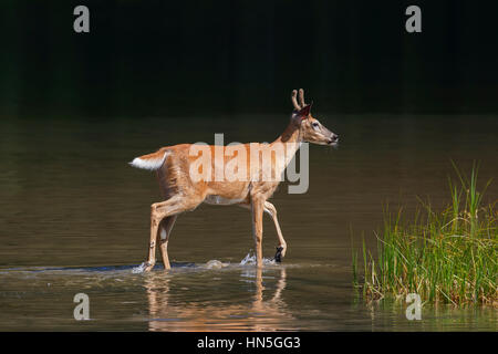 Whitetail Deer / weiß - angebundene Rotwild (Odocoileus Virginianus), junger Bock mit Geweih abgedeckt in samt im seichten Wasser des Lake, Kanada Stockfoto