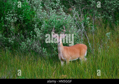 Whitetail Deer / weiß - angebundene Rotwild (Odocoileus Virginianus), buck mit Geweih in samt bedeckt, im Sommer, Kanada Stockfoto