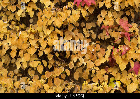 Hydrangea Anomala "Kletter' - Kletter Hortensie im Herbst - Oktober - Oxfordshire Stockfoto