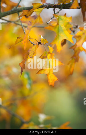 Quercus Ellipsoidalis Hemelrijk. Nördliche Pin Eiche Blätter im Herbst Stockfoto