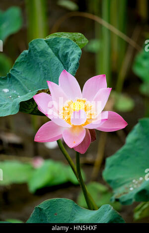 Indische oder Heilige Lotus Blume (Nelumbo Nucifera) Stockfoto