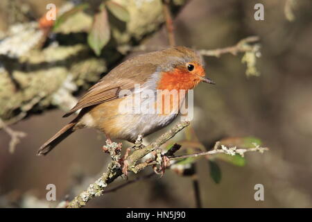 ROBIN ON BRANCH [ERITHACUS RUBECULA] Stockfoto