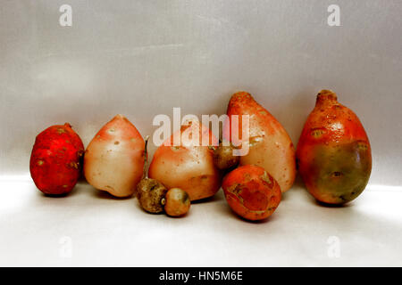 5 köpfige Kartoffelfamilie mit Haustieren Nr. 21 von 47 Stockfoto