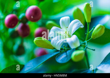 Orange Jessamine (Murraya Paniculata) weißen Blüten und roten Früchten Stockfoto