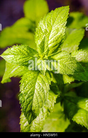 Frisch Minze duftende im Sommer Garten Stockfoto