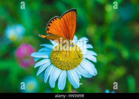 Knappen Kupfer (Lycaena Virgaureae) Schmetterling auf wilden Kamille Blume Stockfoto