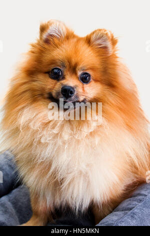 Haustier Hund rot Pommerschen Nahaufnahme, Hintergrund Stockfoto