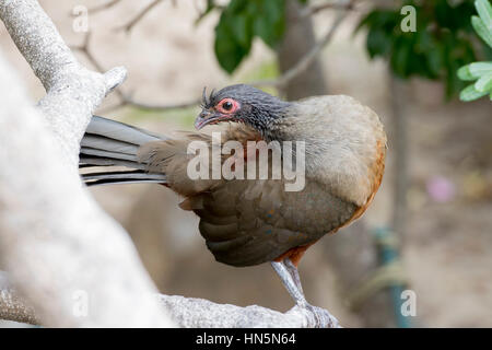 Rufous-bellied Chachalaca (Ortalis Wagleri) in Vegeatation in Mexiko Stockfoto