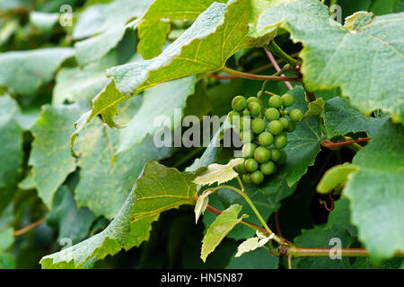 Grüne Trauben auf Reben im Garten Stockfoto