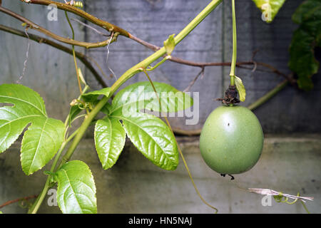 Passionsfrucht/Maracuja Reben wachsen in einem Hausgarten Stockfoto