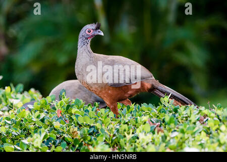 Rufous-bellied Chachalaca (Ortalis Wagleri) in Vegeatation in Mexiko Stockfoto