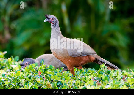 Rufous-bellied Chachalaca (Ortalis Wagleri) in Vegeatation in Mexiko Stockfoto