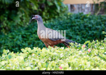 Rufous-bellied Chachalaca (Ortalis Wagleri) in Vegeatation in Mexiko Stockfoto