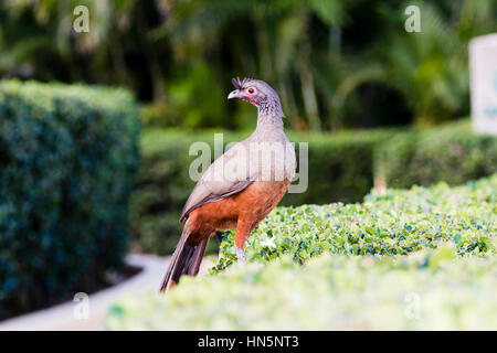 Rufous-bellied Chachalaca (Ortalis Wagleri) in Vegeatation in Mexiko Stockfoto