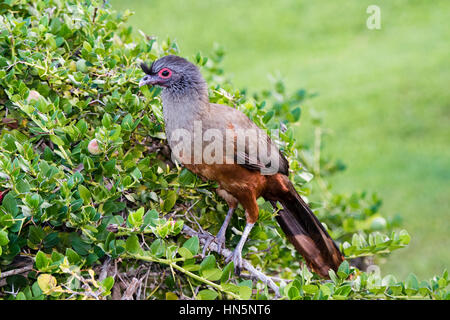 Rufous-bellied Chachalaca (Ortalis Wagleri) in Vegeatation in Mexiko Stockfoto