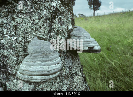 Pilz - Zündstoff Fomentarius HUF Stockfoto