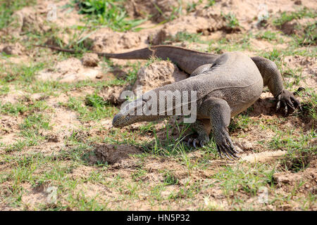 Bengal-Monitor (Varanus Bengalensis), Erwachsene auf der Suche nach Nahrung, Udawalawe Nationalpark, Sri Lanka, Asien Stockfoto