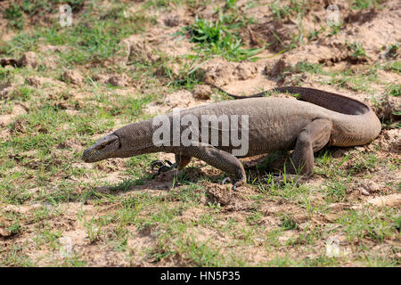 Bengal-Monitor (Varanus Bengalensis), Erwachsene auf der Suche nach Nahrung, Udawalawe Nationalpark, Sri Lanka, Asien Stockfoto