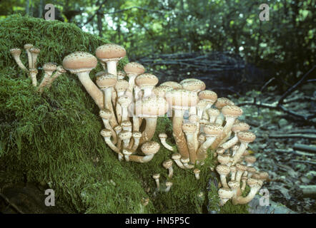 Honig - Armillaria Mellea Pilze Stockfoto