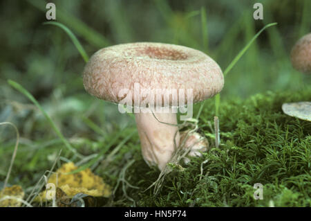 Milch-Wollmütze - Lactarius torminosus Stockfoto