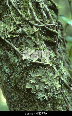 Baum Lungenkraut - Lobaria pulmonaria Stockfoto