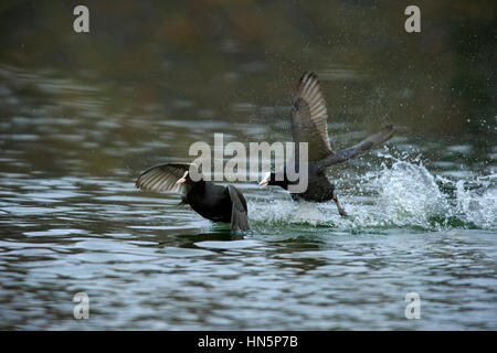 Blässhuhn, (Fulica Atra), Männchen kämpfen im Wasser, Luisenpark Mannheim, Mannheim, Deutschland, Europa Stockfoto