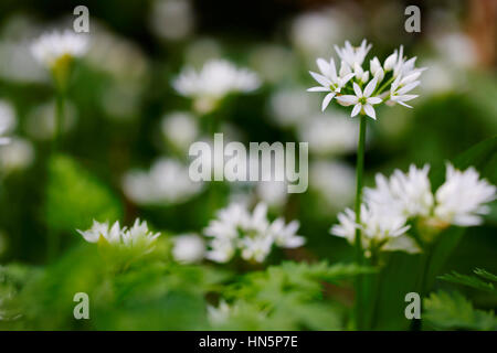 Bärlauch-Pflanzen in voller Blüte im englischen Frühling Stockfoto