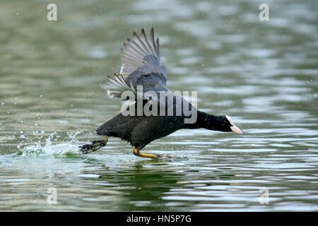 Blässhuhn, (Fulica Atra), Männchen laufen im Wasser, Luisenpark Mannheim, Mannheim, Deutschland, Europa Stockfoto