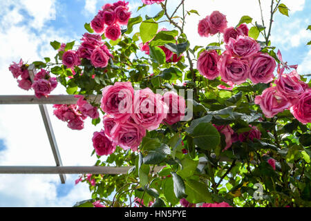 Rose aus dem Rosengarten in Petrin-Hügel in Prag Stockfoto