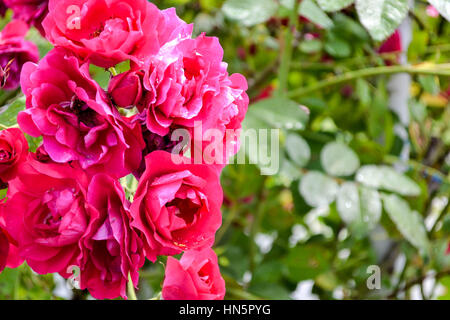 Rose aus dem Rosengarten in Petrin-Hügel in Prag Stockfoto