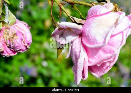 Rose aus dem Rosengarten in Petrin-Hügel in Prag Stockfoto