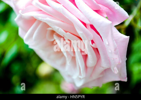 Rose aus dem Rosengarten in Petrin-Hügel in Prag Stockfoto