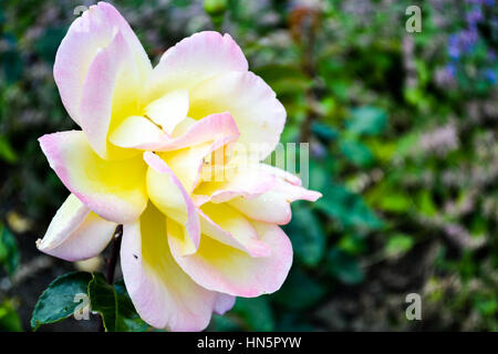 Rose aus dem Rosengarten in Petrin-Hügel in Prag Stockfoto