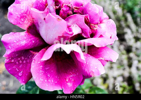 Rose aus dem Rosengarten in Petrin-Hügel in Prag Stockfoto