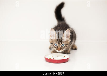 Kätzchen essen aus dem Abscheidegefäß Stockfoto