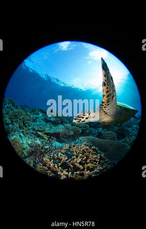 Circular fisheye Schuss der Karettschildkröte. Stockfoto