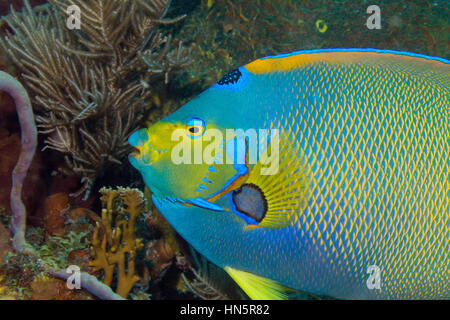 Nahaufnahme einer Königin-Kaiserfisch auf einem Korallenriff in Key Largo. Stockfoto