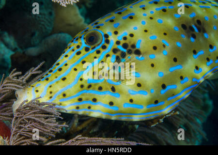 Irisierende blaue Linien markieren Sie Gesicht und Körper eine Scrawled Feilenfisch. Stockfoto