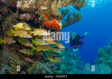 Scuba Diver anzeigen Schule Snapper an einem Korallenriff. Stockfoto