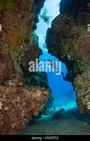 Scuba Diver beleuchtet ein Übergang zwischen zwei Korallen leisten. Stockfoto