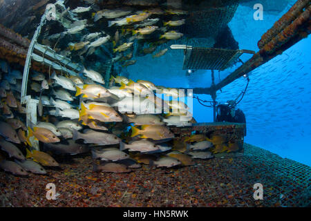 Fotograf mit Fischschwärmen im Aquarius-Habitat. Stockfoto