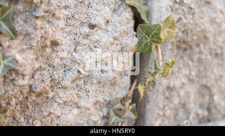 Efeu wächst aus einer Betonmauer Stockfoto