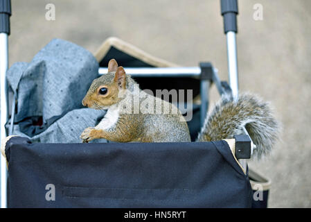 Graues Eichhörnchen (Sciurus carolinensis) im Einkaufswagen, Central London. England. Großbritannien Großbritannien Stockfoto