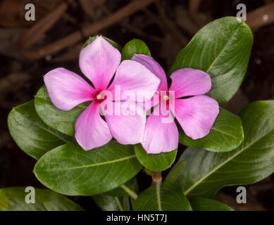 Cluster aus rosa Blüten mit tiefer rosa Zentren und dunkelgrünen Blätter der Catharanthus Roseus, allgemein bekannt als Vinca, auf dunklen braunen Hintergrund. Stockfoto