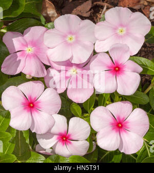 Cluster von blass rosa Blüten mit dunkelrosa Zentren der Catharanthus Roseus, allgemein bekannt als Vinca, auf Hintergrund aus grünen Blättern Stockfoto