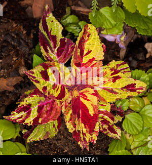 Bunten goldgelb Blätter mit tiefen, satten roten Flecken Solenostemon Sorte, bekannt als Coleus auf grünem Hintergrund Stockfoto