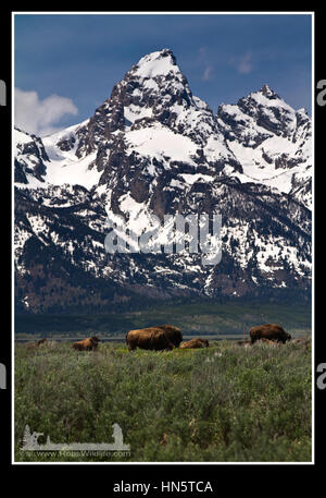 Bison vor Schnee bedeckt Berge im Grand Teton National Park, Jackson, Wyoming, USA Stockfoto