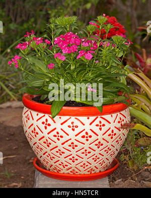 Dianthus Barbatus interspezifischen Ruck"" mit Kirsche rosa bis roten Blüten in dekorativen Keramiktopf mit herrlichem orange-weißes geometrisches design Stockfoto